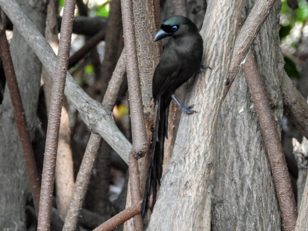 Racket-tailed Treepie - ML618949228