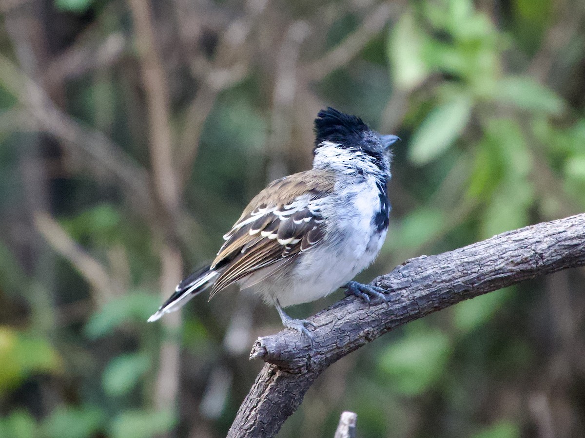 Collared Antshrike - ML618949234