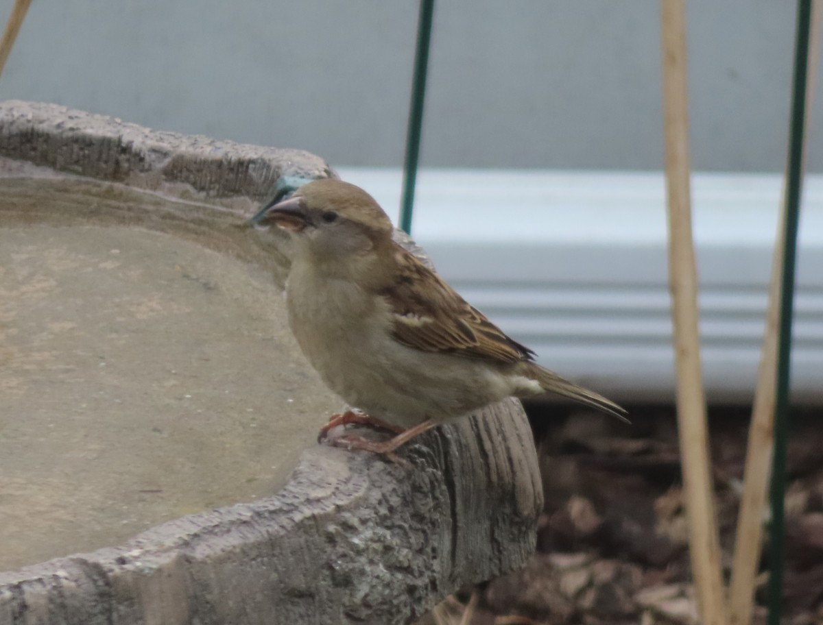 House Sparrow - Violet Kosack