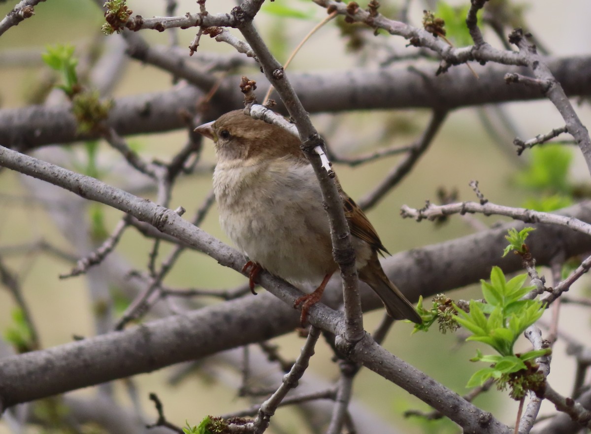 House Sparrow - Violet Kosack