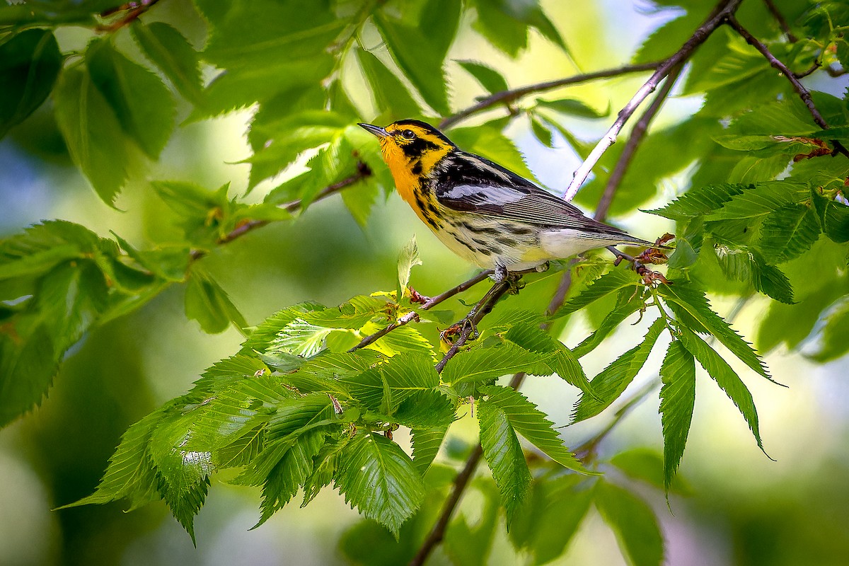 Blackburnian Warbler - Sandra Beltrao