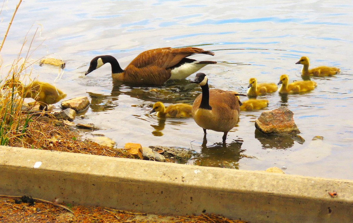 Canada Goose - ML618949254