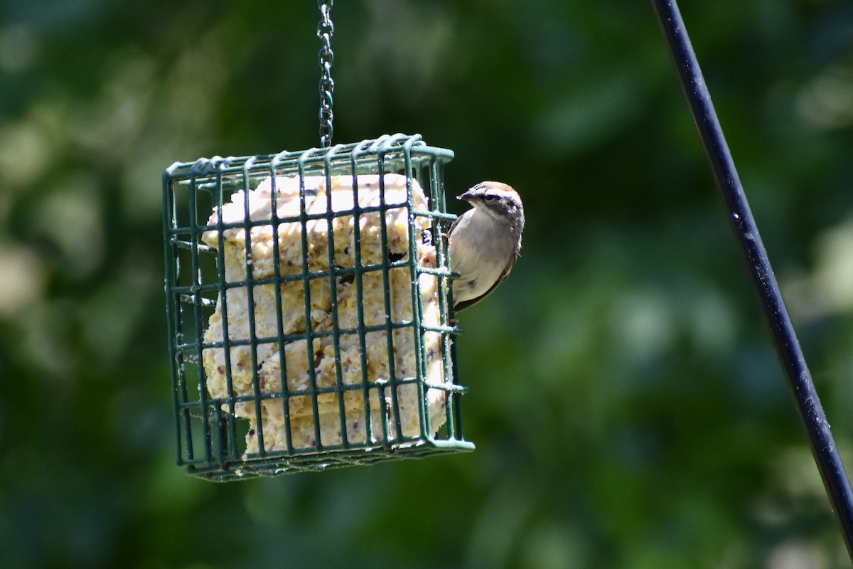 Chipping Sparrow - Courtney Ables