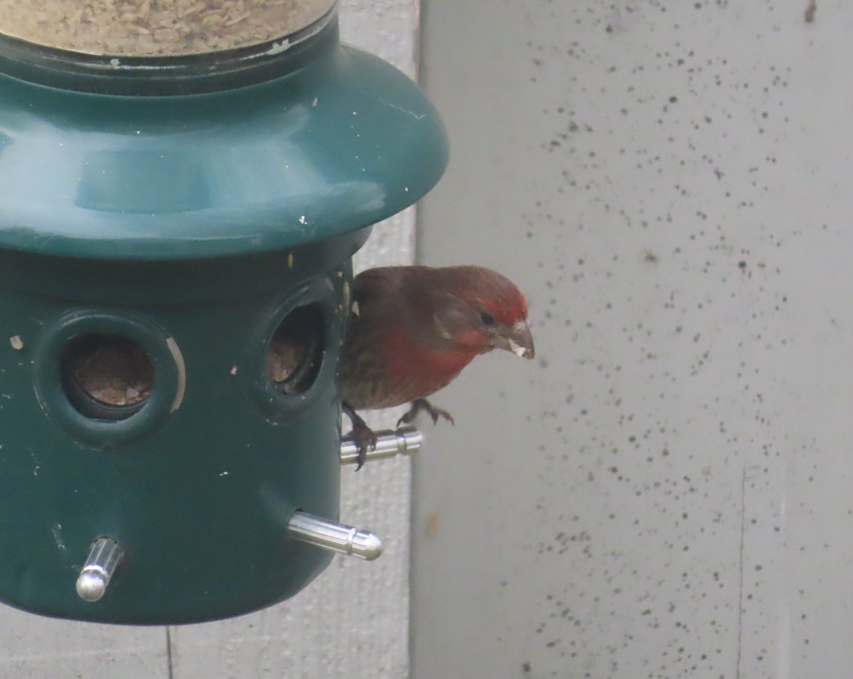 House Finch - Violet Kosack