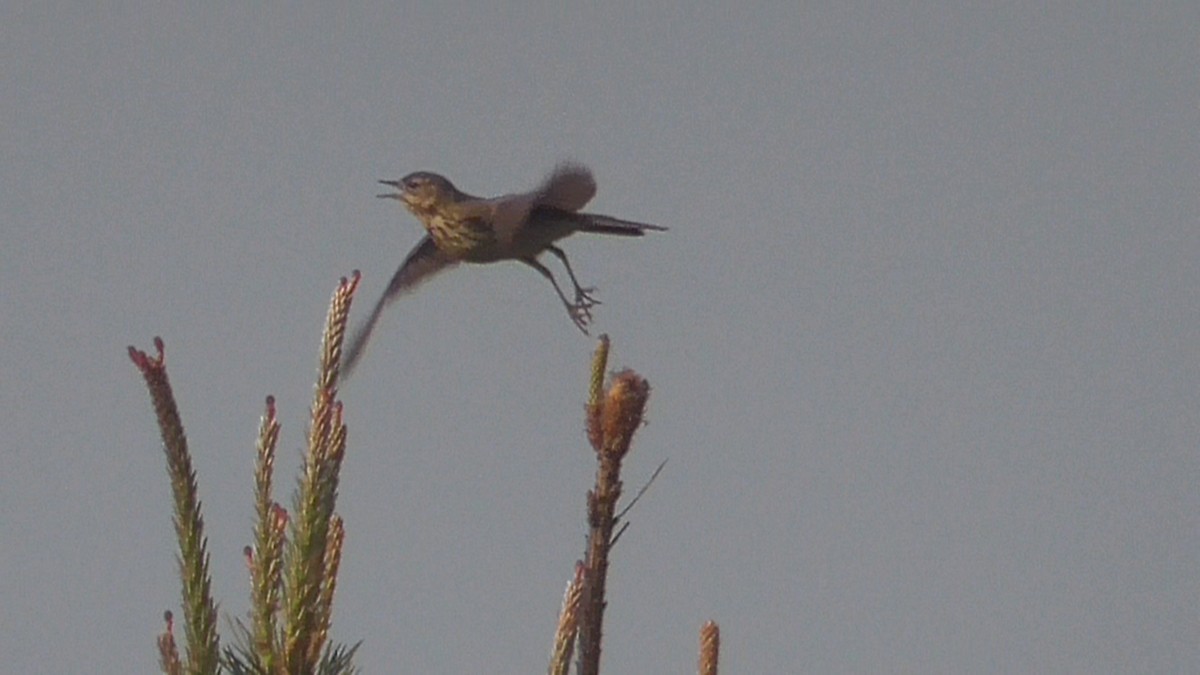 Tree Pipit - Christopher Bourne