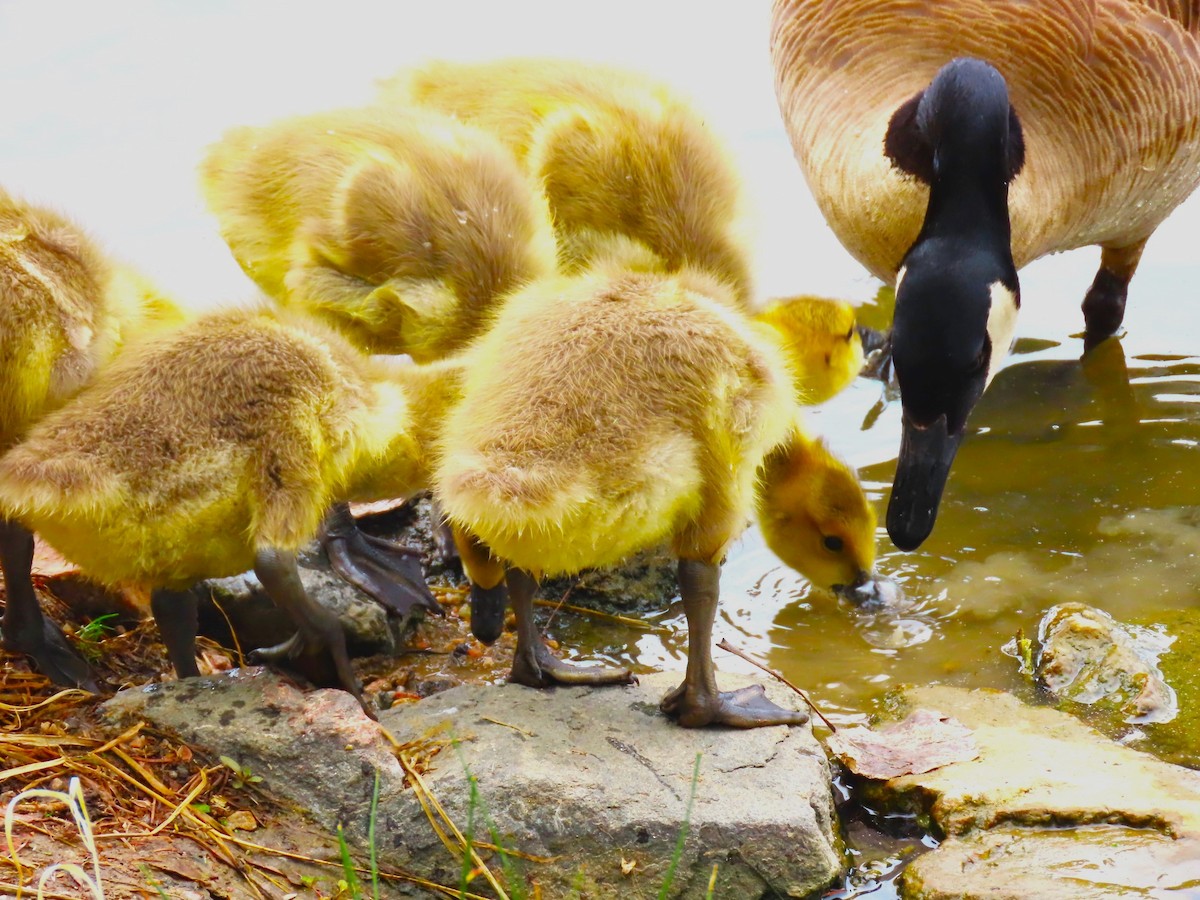 Canada Goose - ML618949263