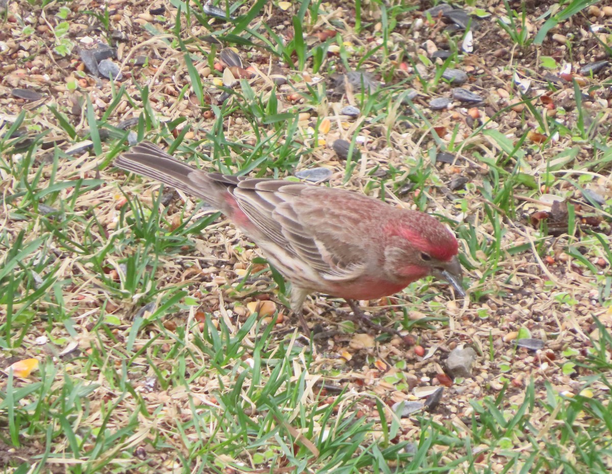 House Finch - Violet Kosack