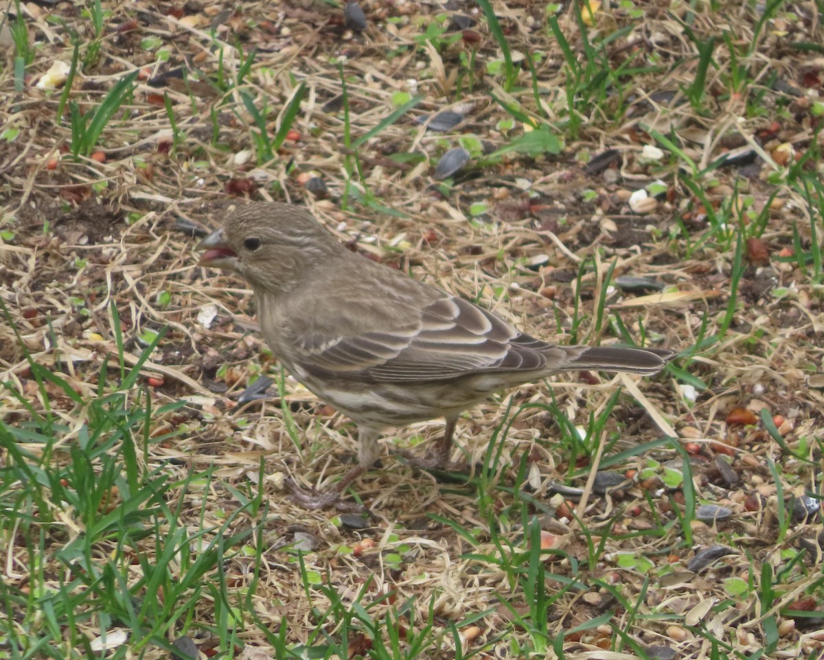 House Finch - Violet Kosack