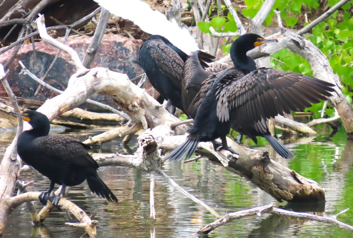 Double-crested Cormorant - Patrick O'Driscoll