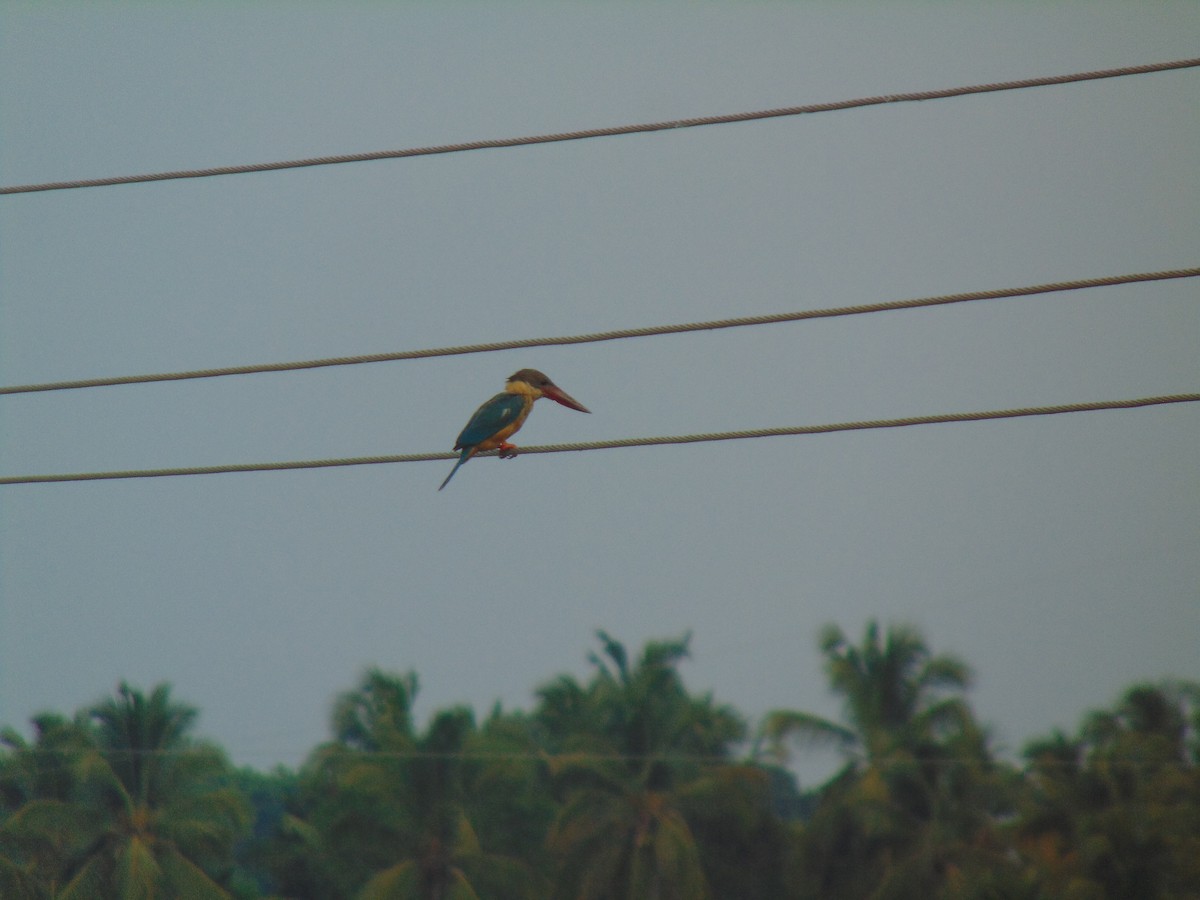 Stork-billed Kingfisher - Sneha Sasi