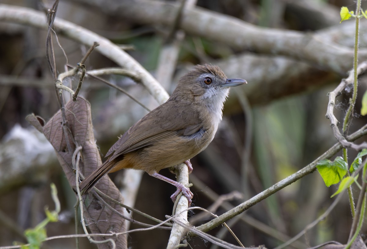 Abbott's Babbler - Antonio Ceballos Barbancho