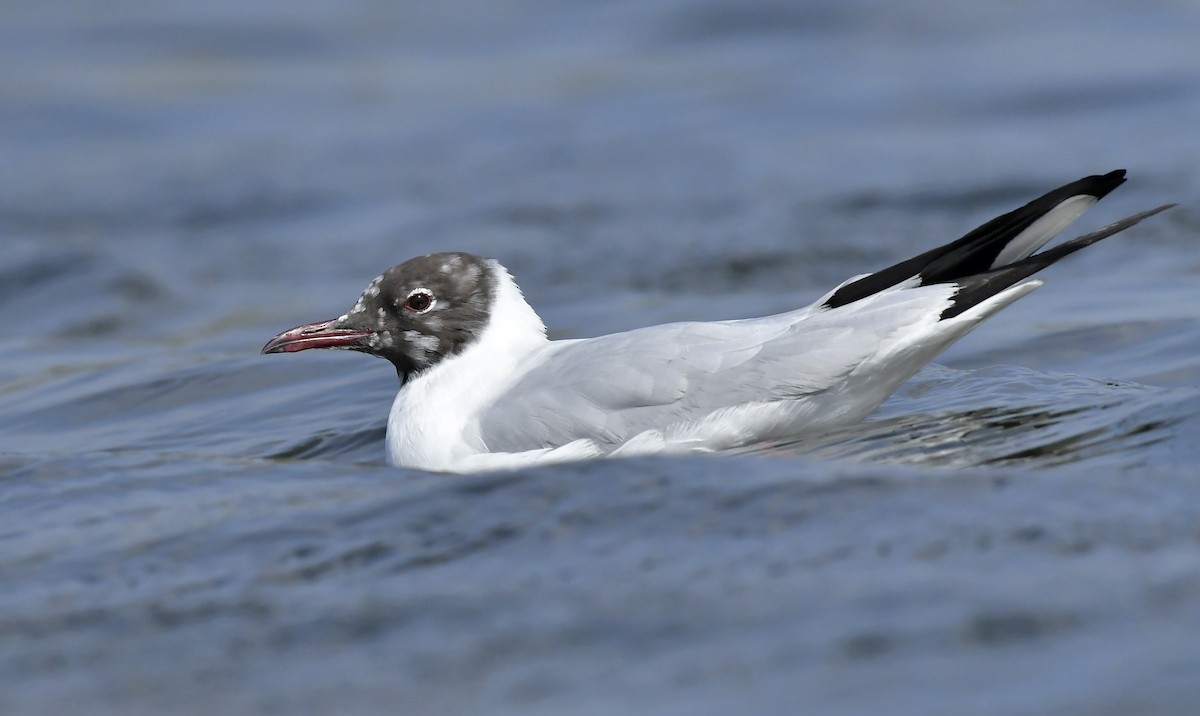 Black-headed Gull - Rahul Chakraborty