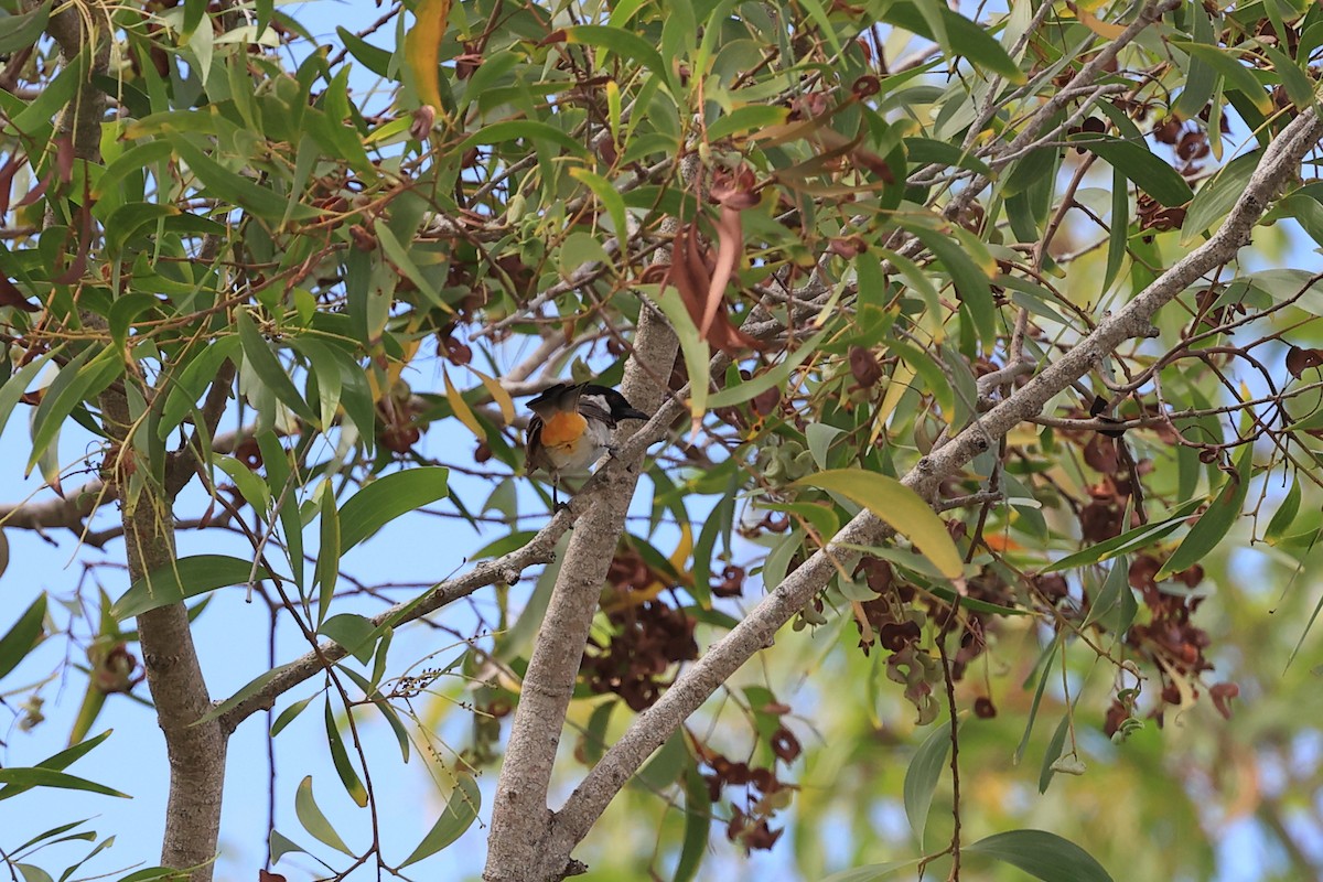 Sooty-headed Bulbul - Abhishek Shroti