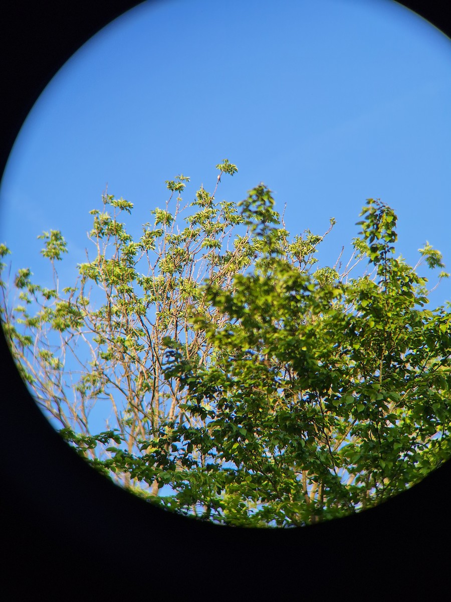 Lesser Whitethroat - Anonymous