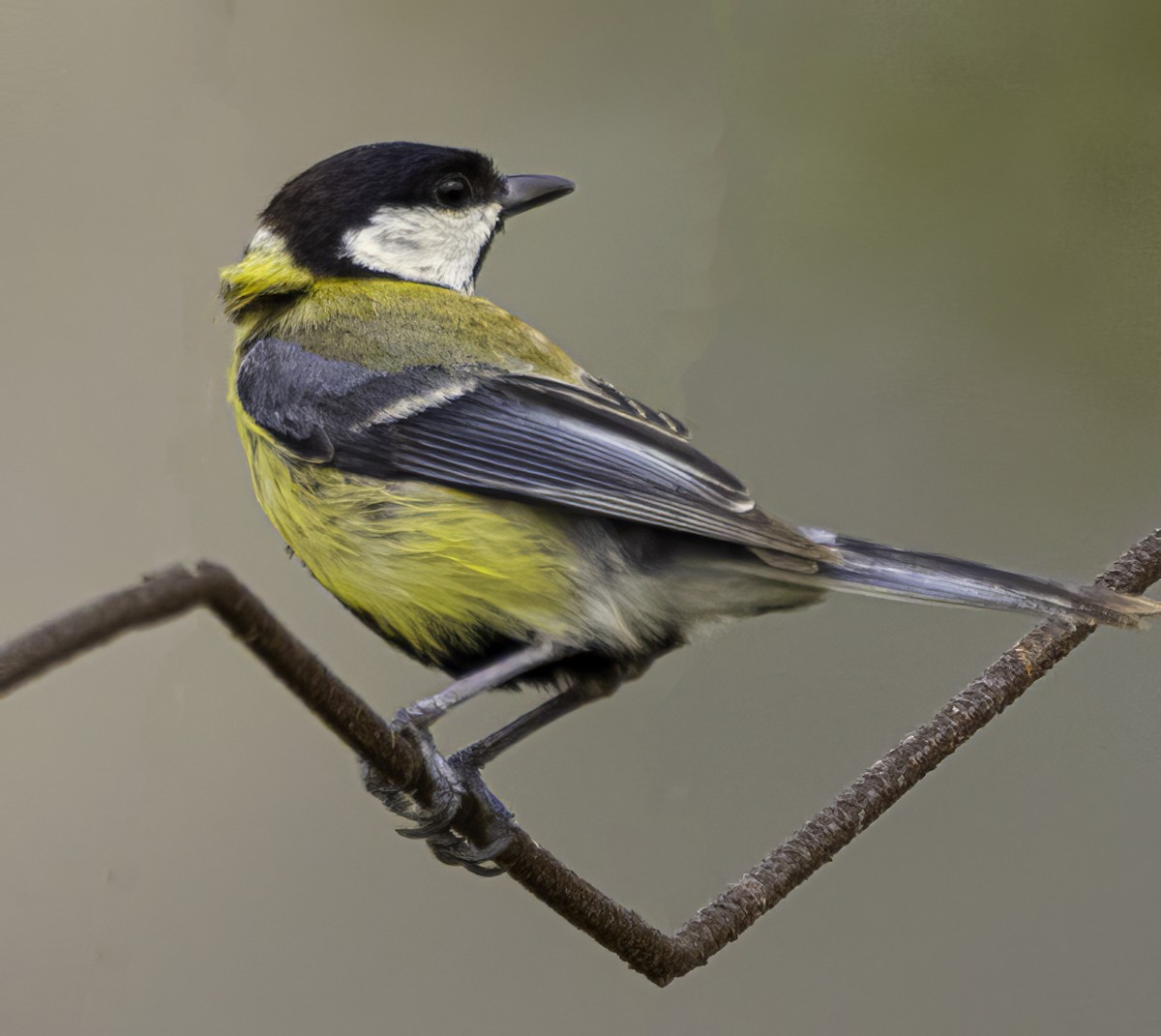 Great Tit - Julie Morgan