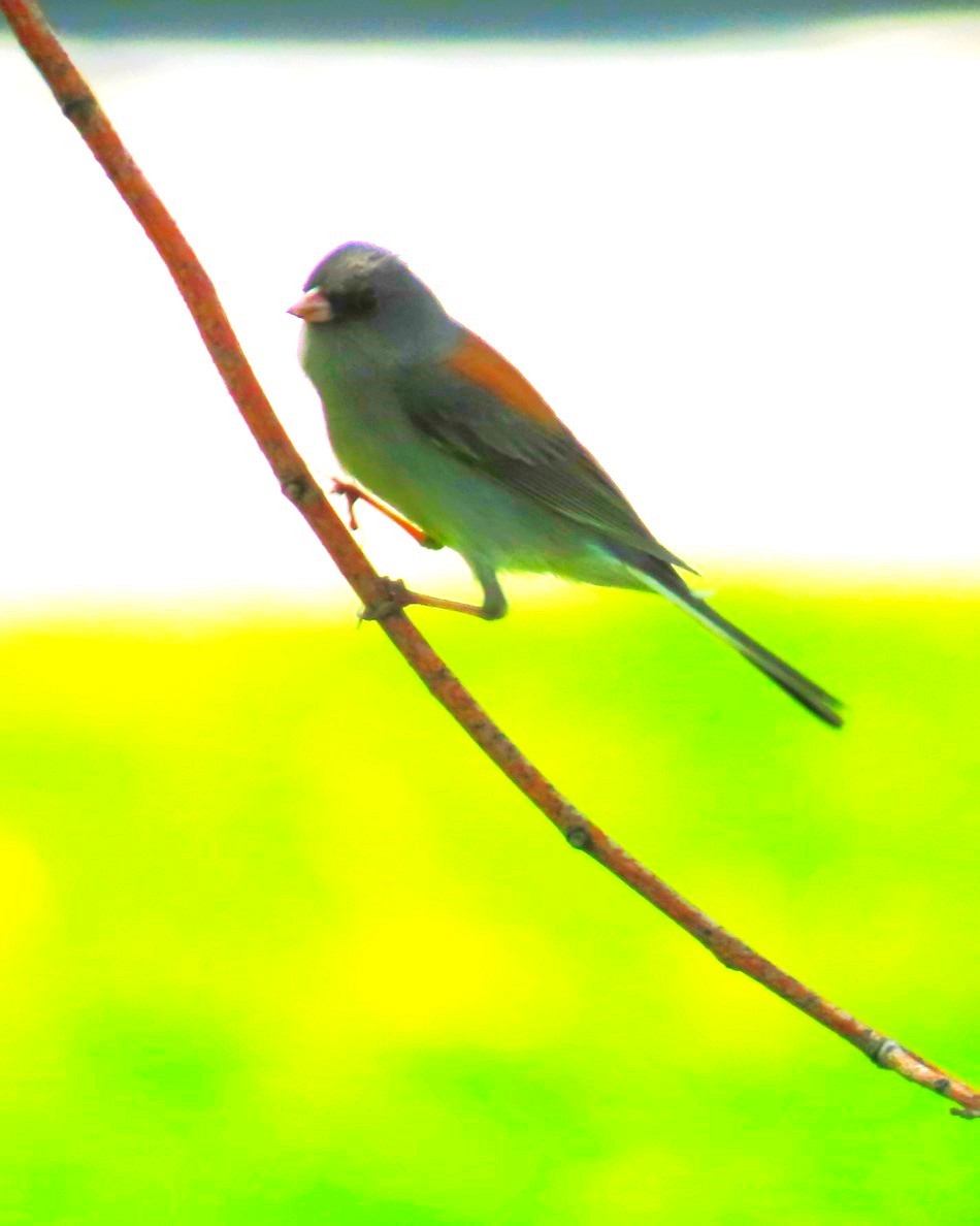 Dark-eyed Junco (Gray-headed) - Patrick O'Driscoll