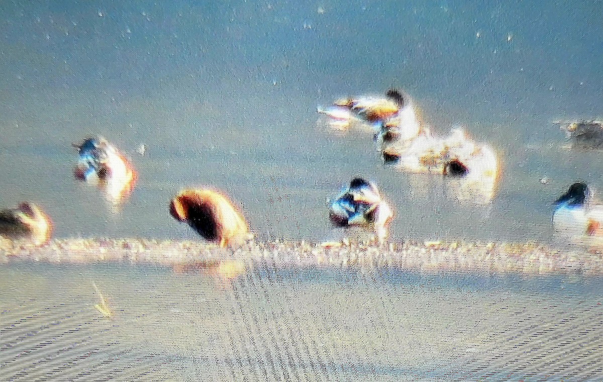 Northern Shoveler - Heather Murphy