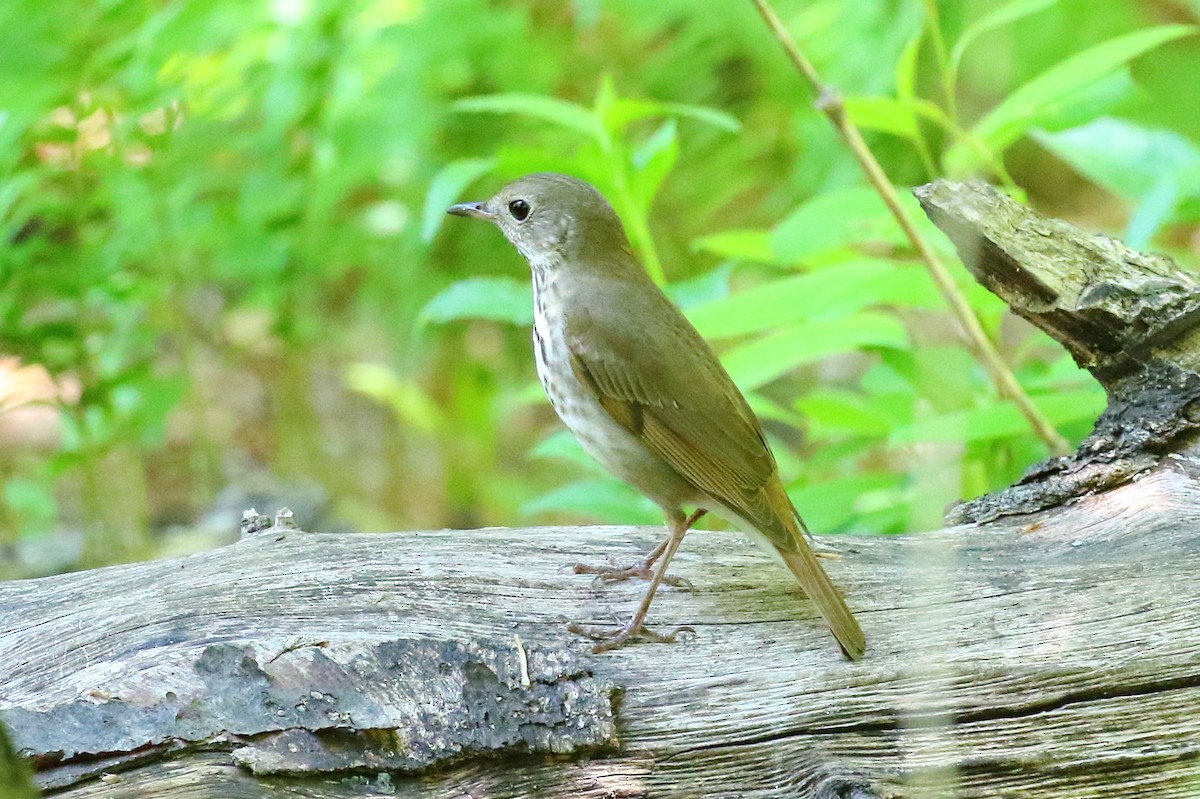 Gray-cheeked Thrush - Scott Eaton