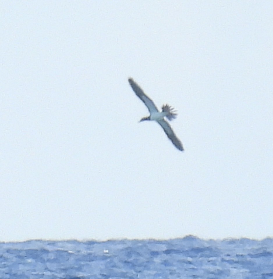 Brown Booby - Chris Parsons