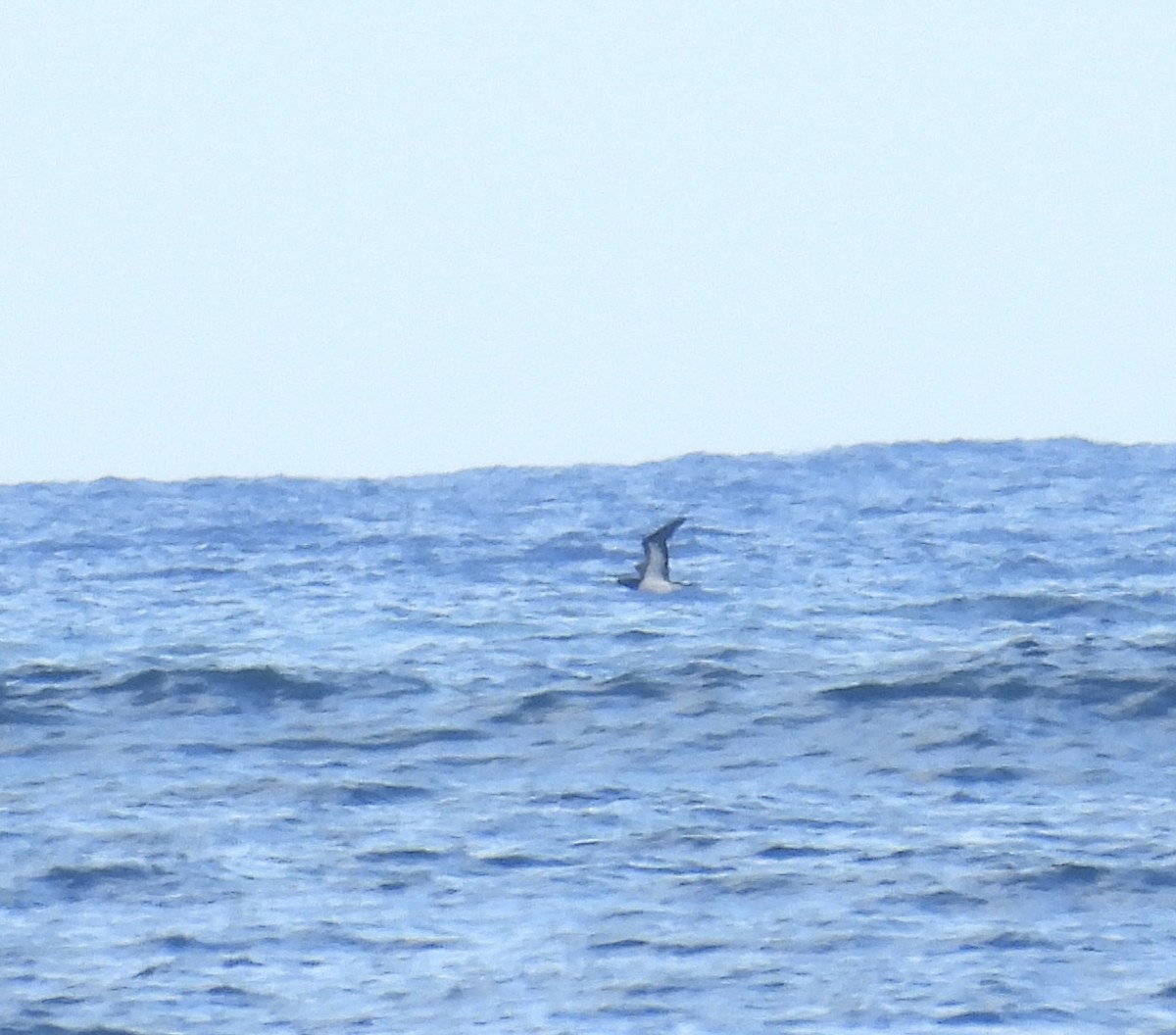 Brown Booby - Chris Parsons