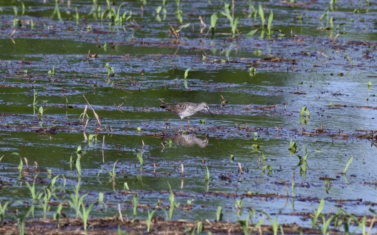 Lesser Yellowlegs - Rickey Shive