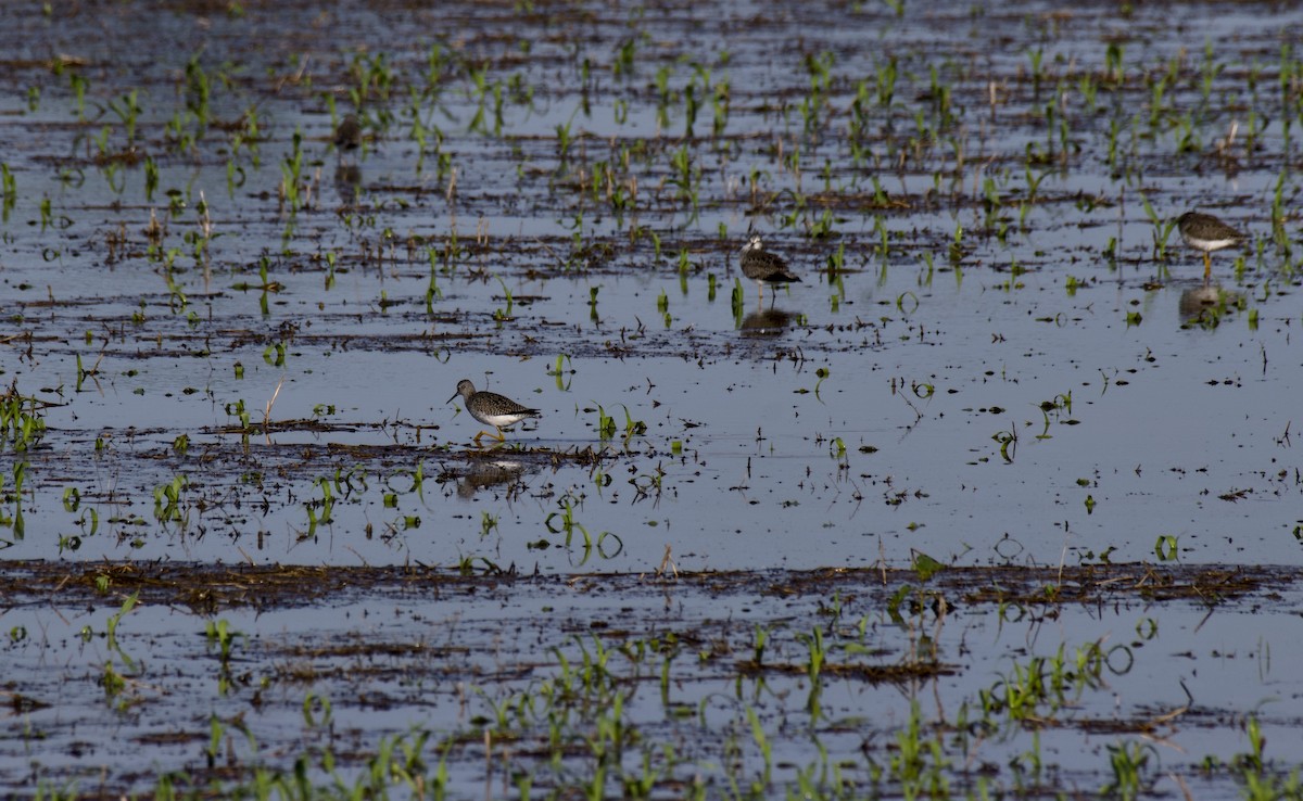 Lesser Yellowlegs - Rickey Shive