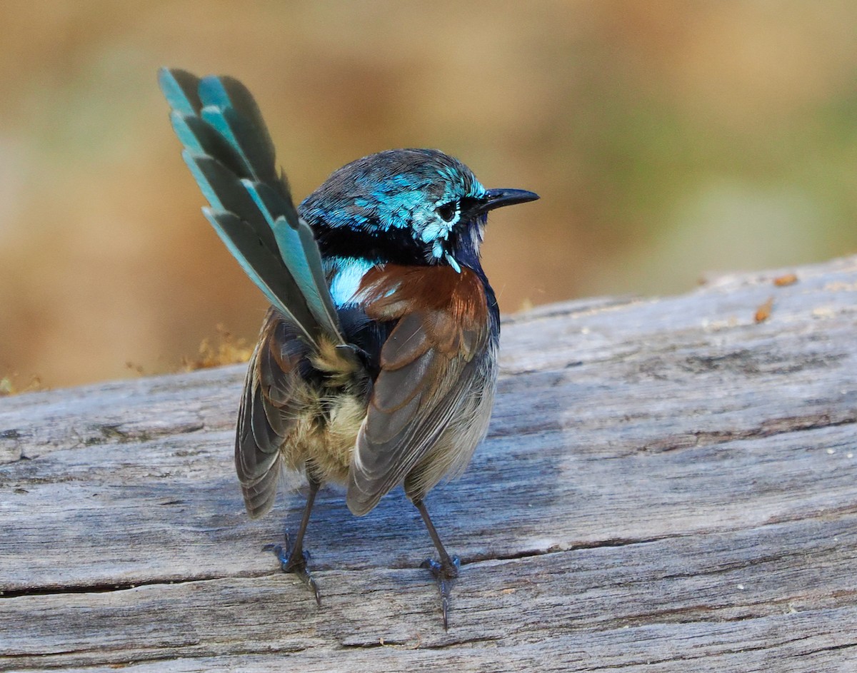 Red-winged Fairywren - Ken Glasson