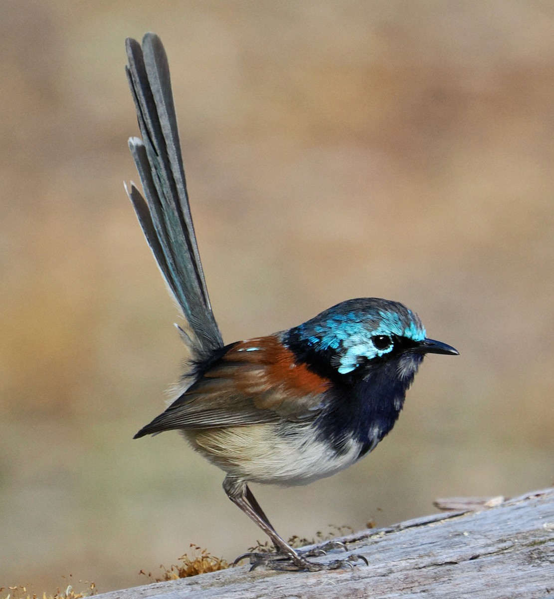 Red-winged Fairywren - Ken Glasson