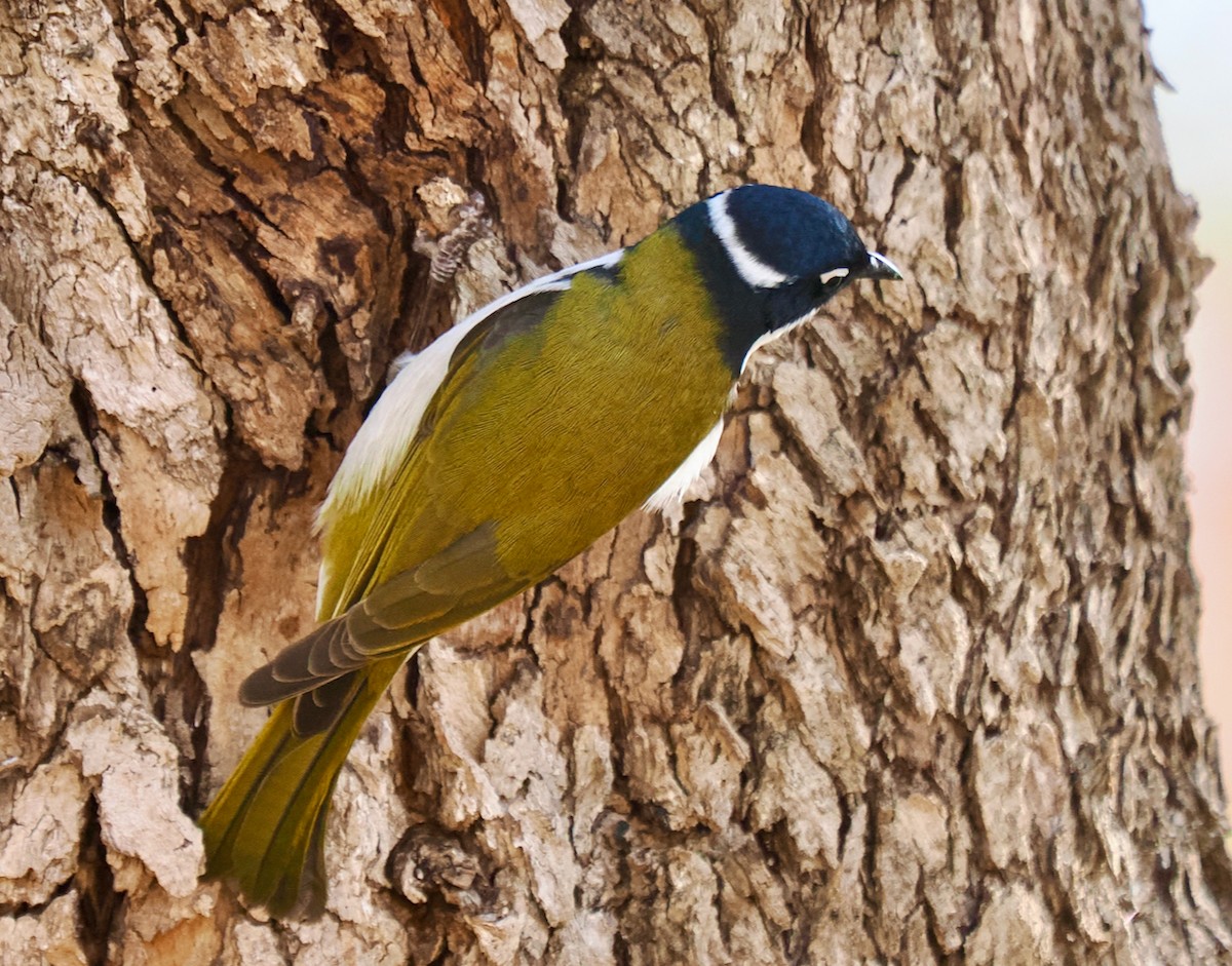 Gilbert's Honeyeater - Ken Glasson