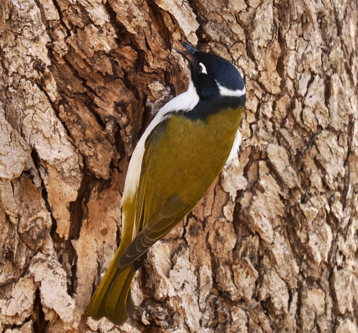 Gilbert's Honeyeater - Ken Glasson