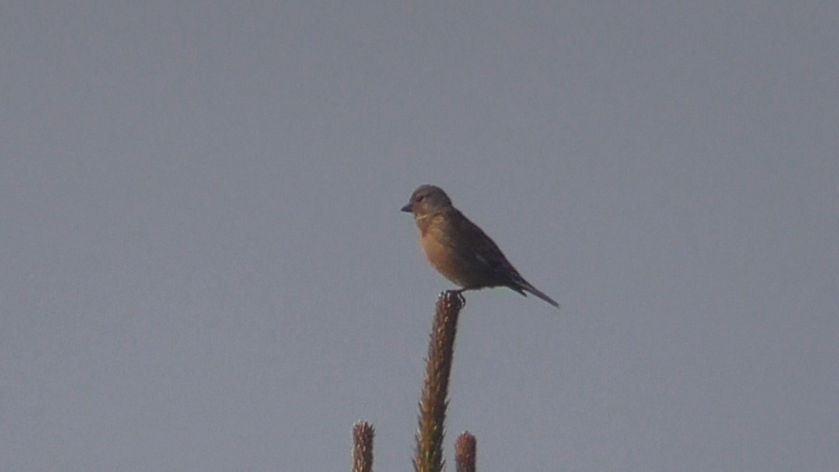 Eurasian Linnet - Christopher Bourne