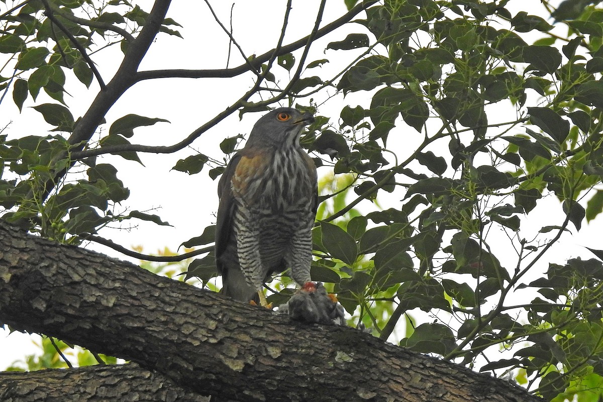 Crested Goshawk - ML618949393