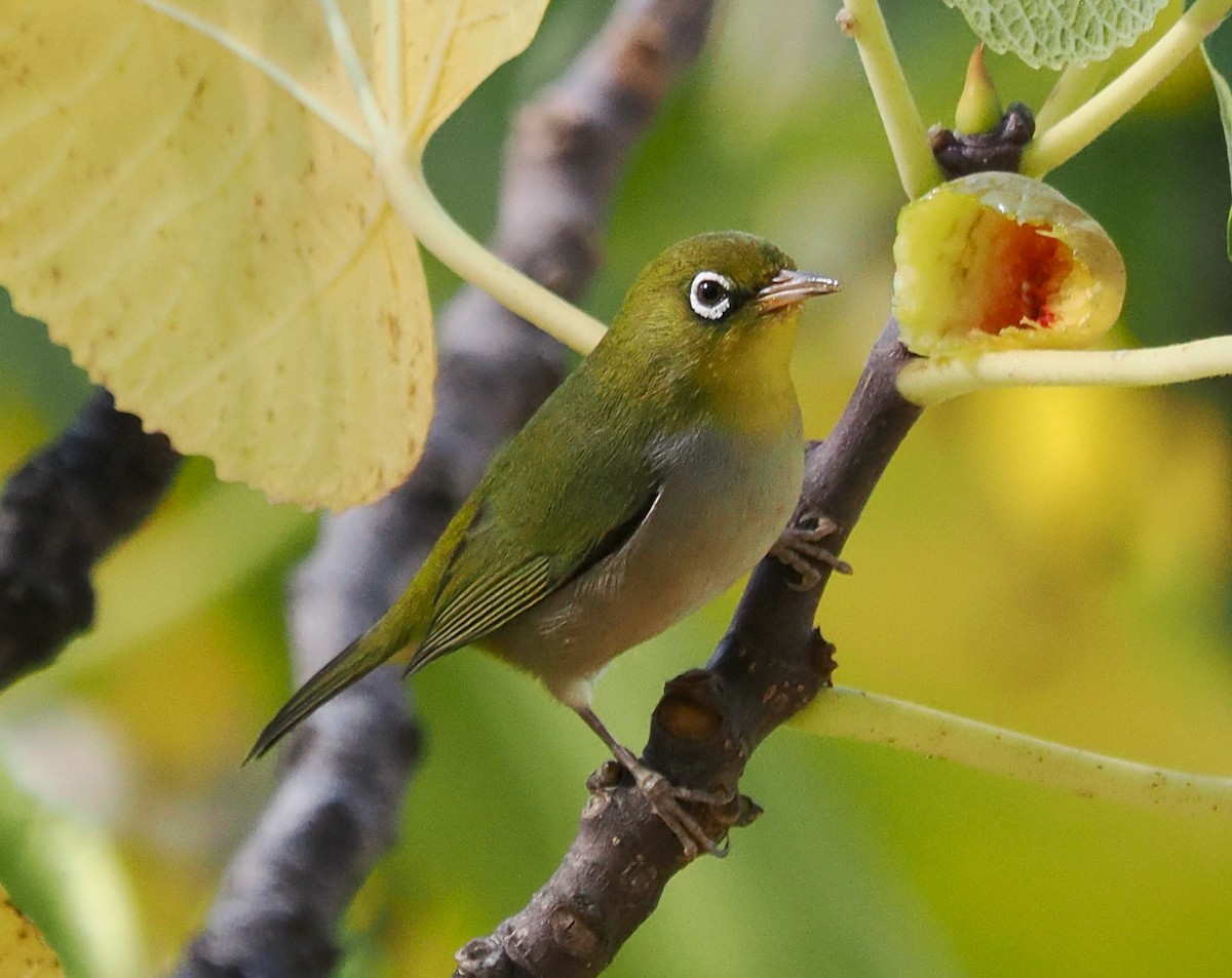 Silvereye - ML618949399