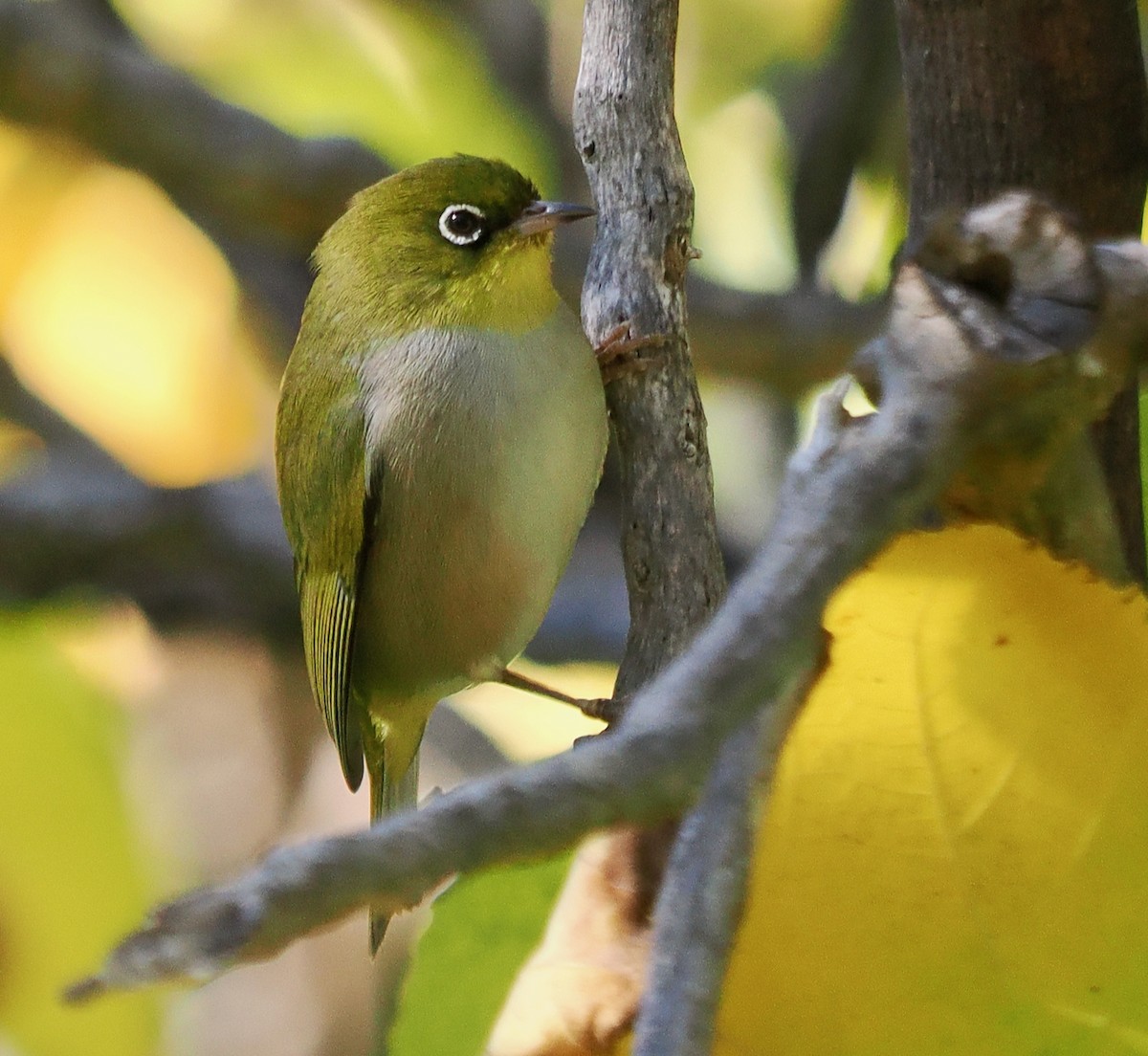 Silvereye - ML618949400