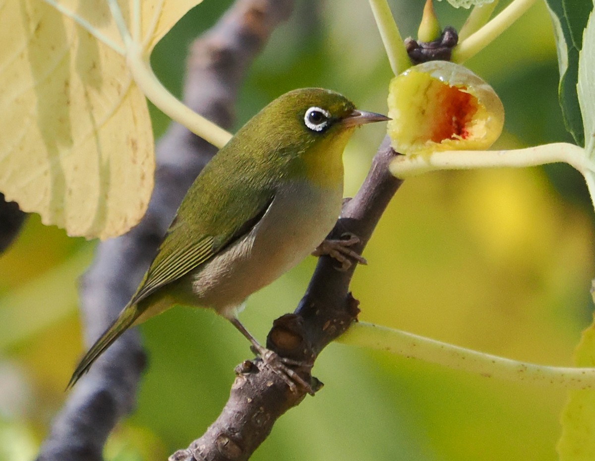 Silvereye - Ken Glasson