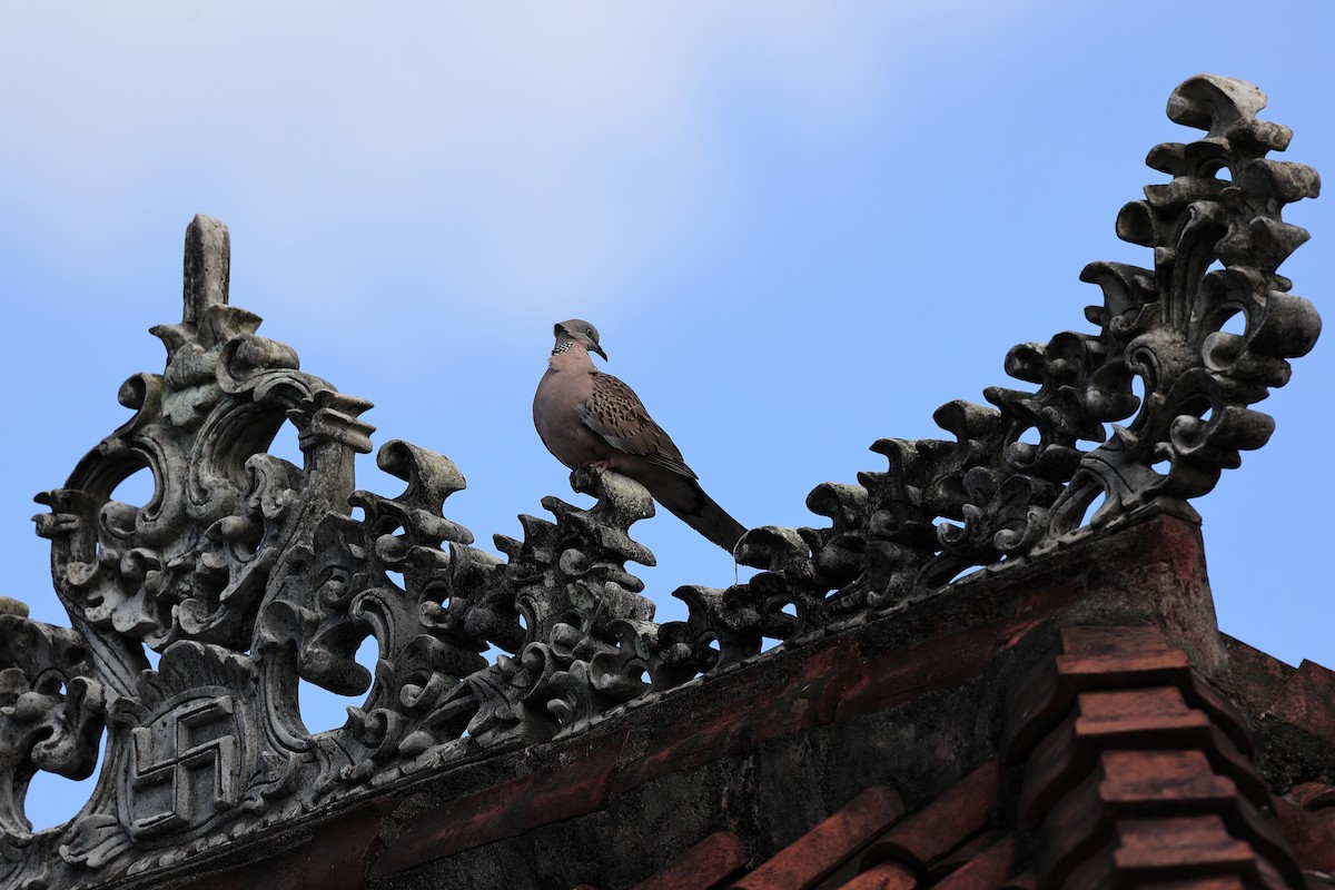 Spotted Dove - Abhishek Shroti