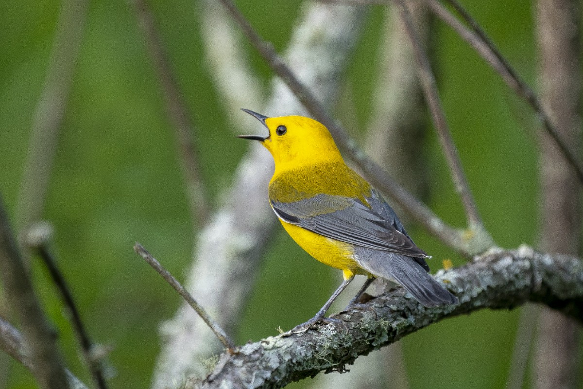 Prothonotary Warbler - Slawomir Dabrowski