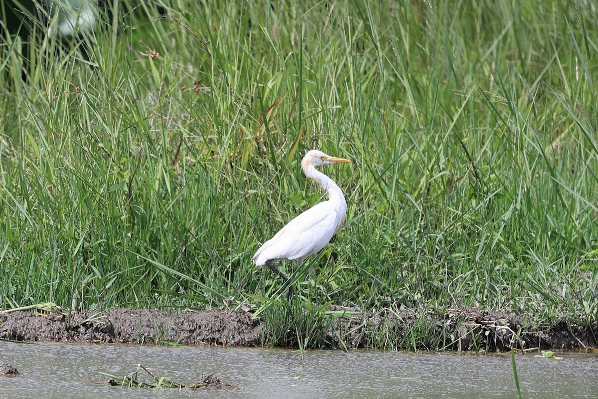 Eastern Cattle Egret - Abhishek Shroti