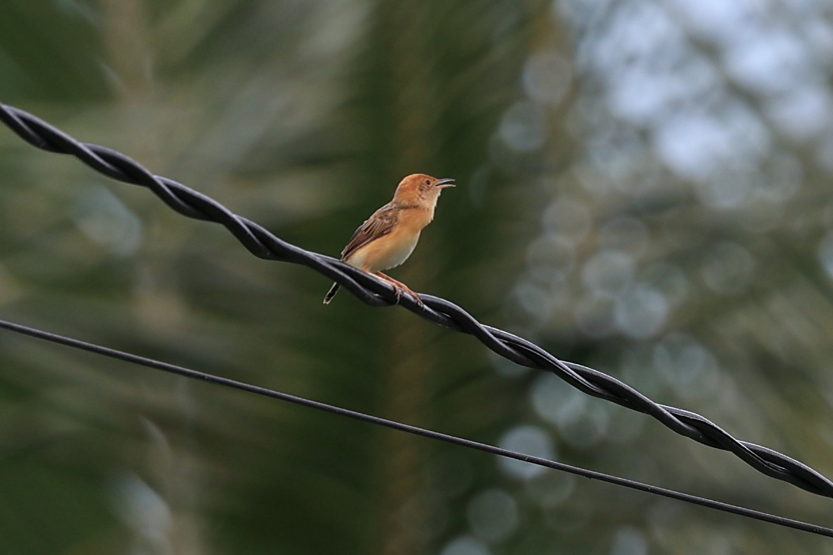 Golden-headed Cisticola - Abhishek Shroti