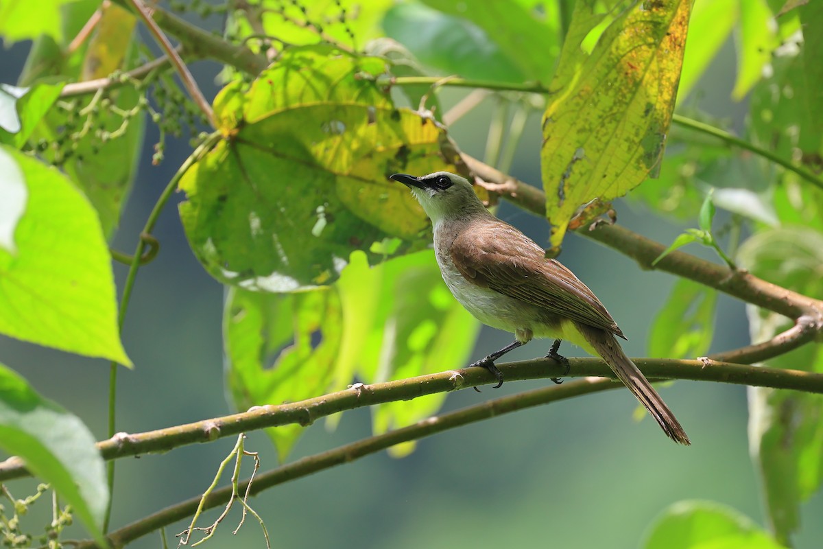 Yellow-vented Bulbul - Abhishek Shroti