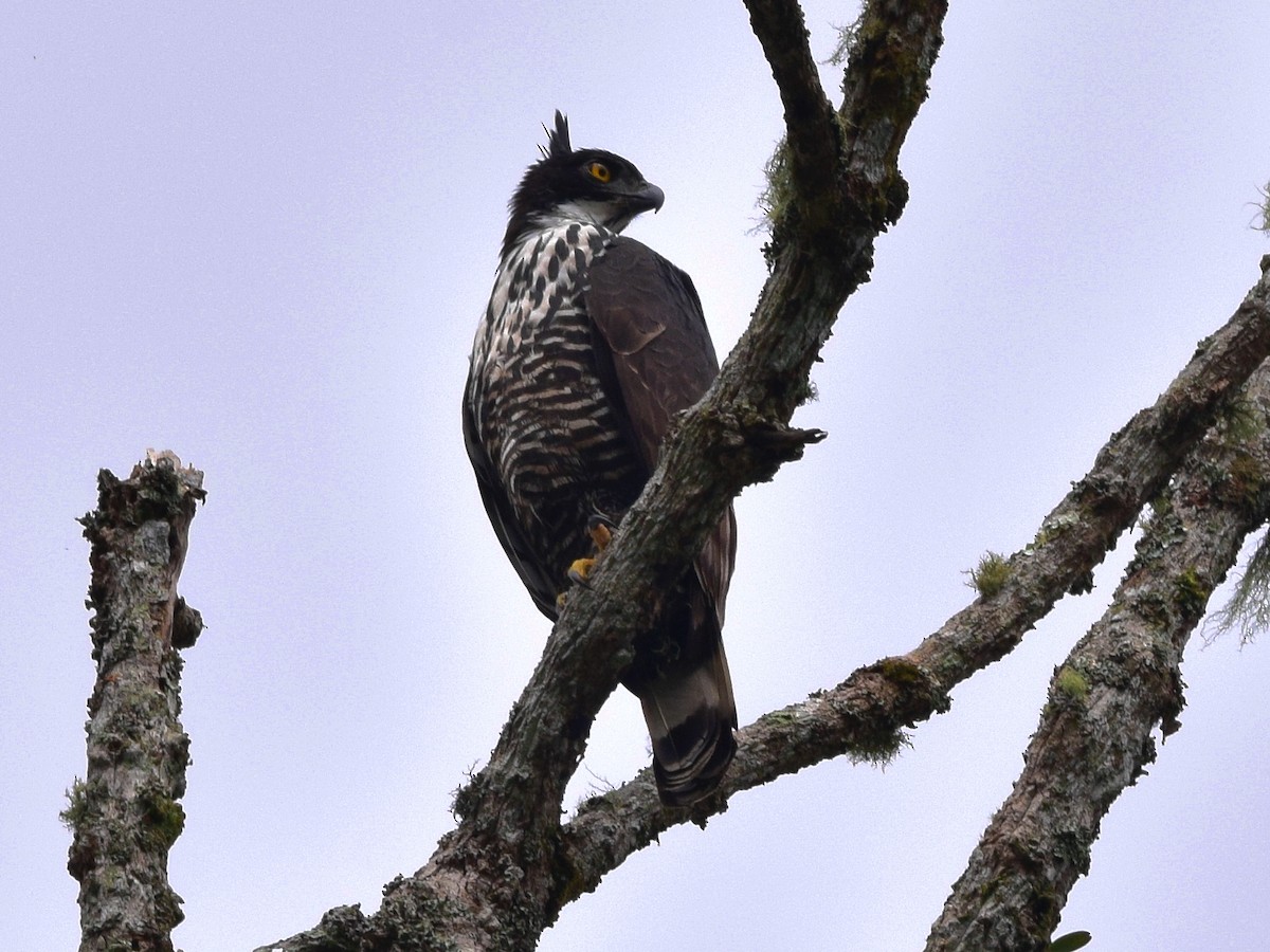 Blyth's Hawk-Eagle - Shafeeq Wilson