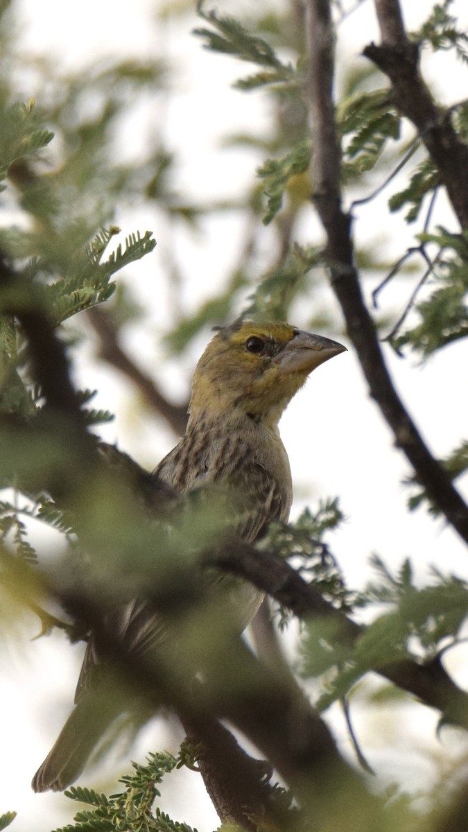 Chestnut Weaver - Jacob Henry