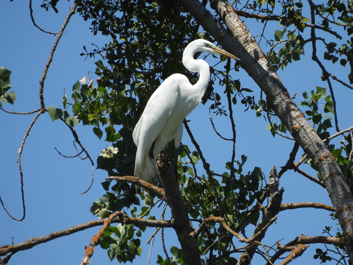 Great Egret - L. Burkett