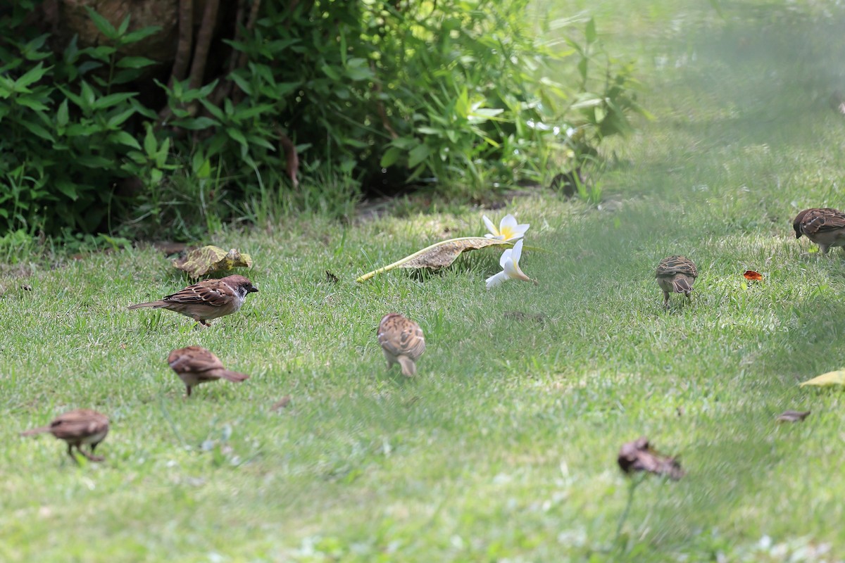 Eurasian Tree Sparrow - ML618949460