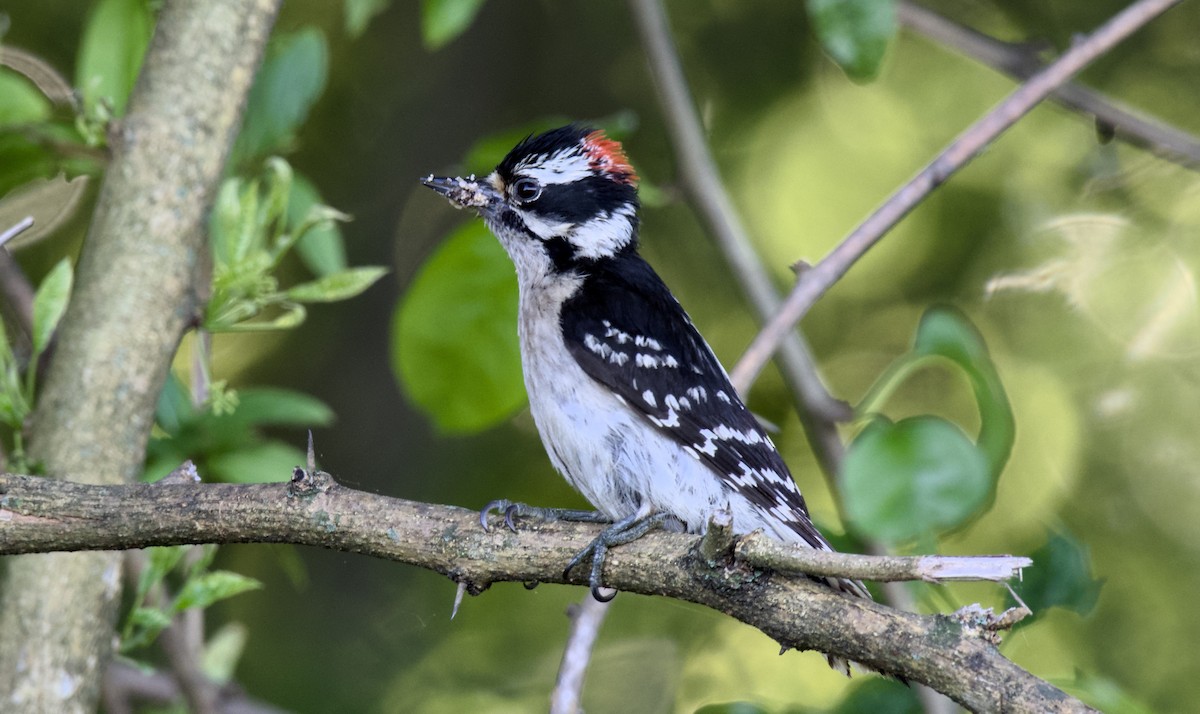 Downy Woodpecker - Rickey Shive