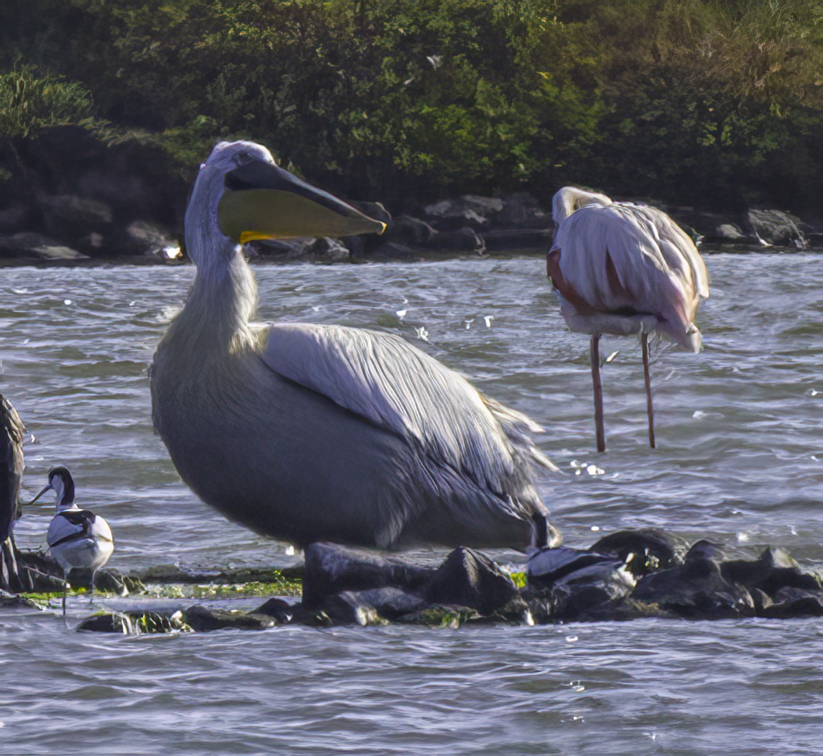 Dalmatian Pelican - Julie Morgan