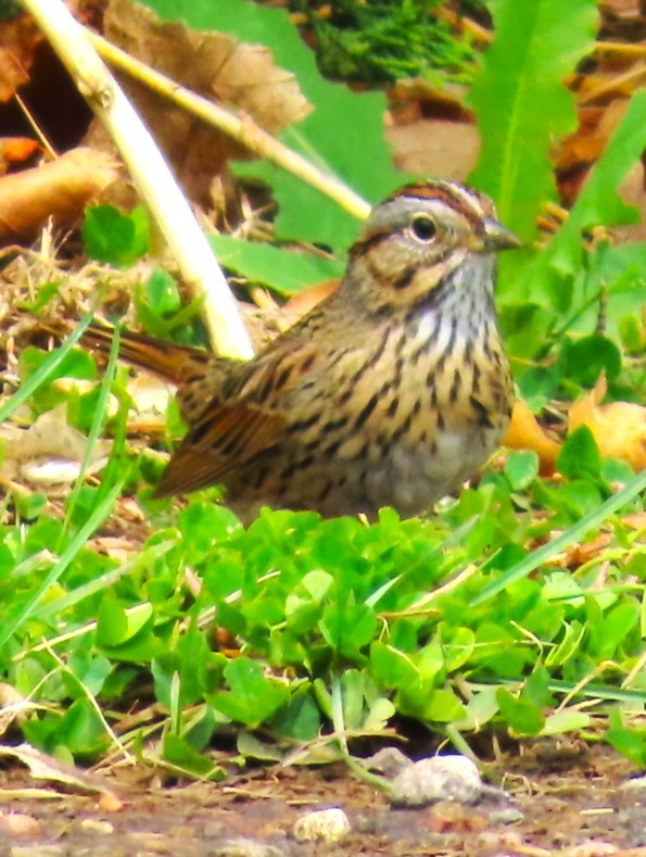 Lincoln's Sparrow - Patrick O'Driscoll