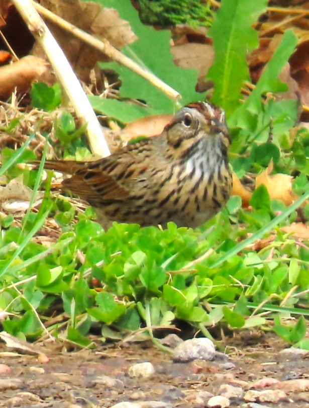 Lincoln's Sparrow - Patrick O'Driscoll