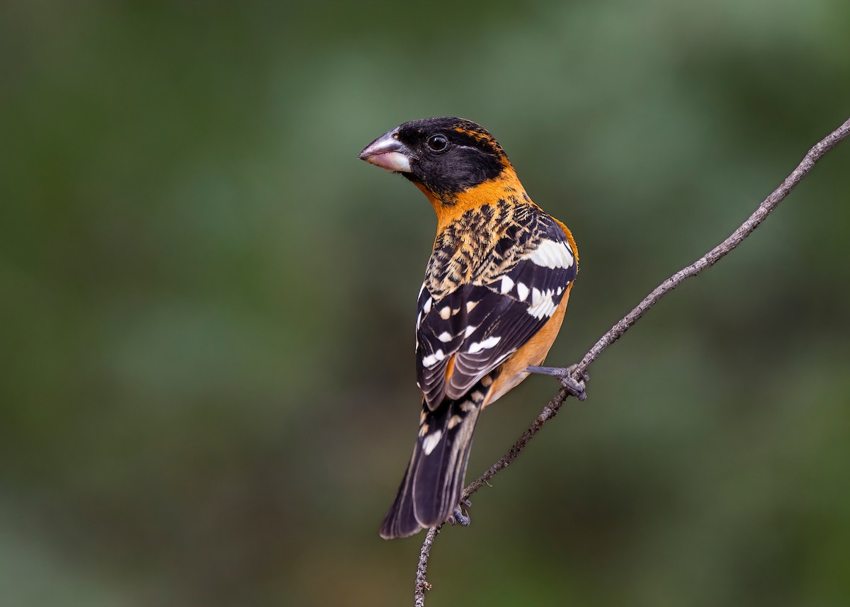 Black-headed Grosbeak - Fernando Ortega