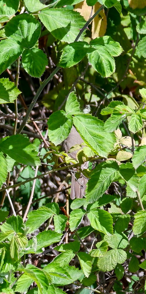 Upcher's Warbler - ML618949498